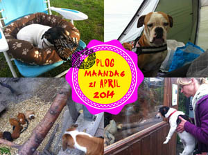 Vorig jaar stond Nina oog in oog met een cavia...